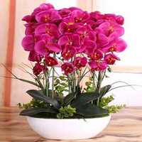 室内植物花盆栽 蝴蝶兰 大花蝴蝶兰苗 大花蝴蝶兰盆栽 花卉 鲜花 花卉绿植 双色蝴蝶