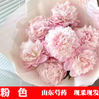 耀壹鲜 芍药鲜花重瓣牡丹鲜切花大花苞水养插花观赏花山东基地直发母亲节 山东粉色重瓣5支