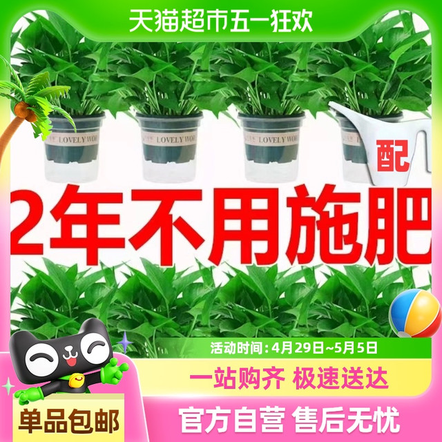牵鲜 绿萝盆栽室内植物吸甲醛绿箩长藤大叶新房家用除甲醛绿植水培绿罗