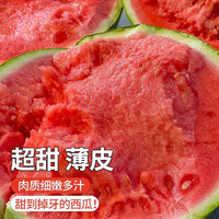 8424冰糖麒麟西瓜苗盆栽早佳懒汉无籽大西瓜秧苗地栽四季阳台苗