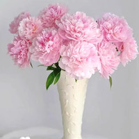 耀壹鲜 芍药花鲜切花 粉色重瓣7支 顺丰包邮