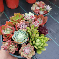 百潮盛多肉植物多肉精选套餐不重复阳台办公室阳台室内高端品种 10颗多肉不重复