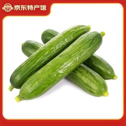 鸢语 山东 精品水果黄瓜 5斤