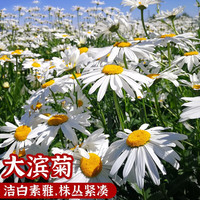 大滨菊花种子西洋滨菊种子四季播开花多年生室外庭院花海花卉种籽简雪 大滨菊种子50g