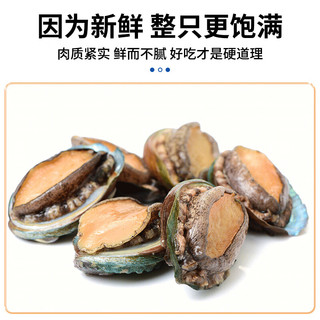 海蕴极鲜【活鲜】鲜活鲍鱼 新鲜烧烤食材 5-6只/斤 大号鲍鱼