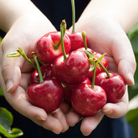 飘香果度山西国产大樱桃车厘子 时令大果樱桃生鲜整箱 4.5斤(净重) 单果8-12g