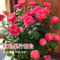 京云梦欧月果汁阳台金丝雀海神王蓝色风暴铃之妖精莫奈阳台庭院开花爆盆 红色果汁阳台