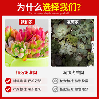 多肉植物组合室内小盆栽玉露桃蛋带陶瓷花盆土老桩高端仙人球绿植