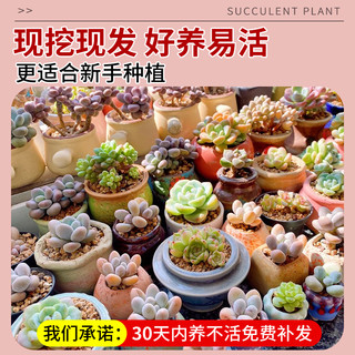 多肉植物组合室内小盆栽玉露桃蛋带陶瓷花盆土老桩高端仙人球绿植