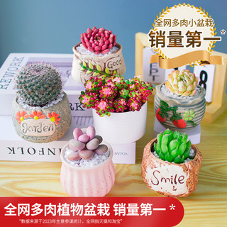 多肉植物组合室内小盆栽玉露桃蛋带陶瓷花盆土老桩高端仙人球绿植