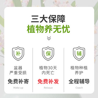 多肉植物组合室内小盆栽玉露桃蛋带陶瓷花盆土老桩高端仙人球绿植