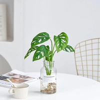 中梦仙洞龟背竹盆栽水培懒人室内绿植花卉 2株仙洞龟背竹(不含盆)