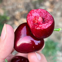 飘香果度山西国产大樱桃车厘子 时令大果樱桃生鲜整箱 2.5斤(净重) 单果8-12g