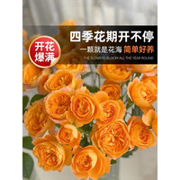 临雅果汁阳台月季盆栽花苗特大花四季开花卉玫瑰带花苞阳台植物红果汁 果汁阳台180#盆