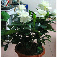 独杆 栀子花 树苗盆栽浓香型庭院阳台客厅开花 小叶栀子花 不含盆