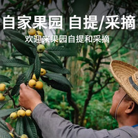 【超甜】苏州东山白玉枇杷新鲜水果应季青种大琵琶白沙礼盒装