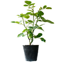 行湘爬藤月季花卉绿植盆栽花园地栽 粉色龙沙20cm左右2棵 源头直发 【爬藤】粉色龙沙20cm左右2棵