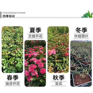 行湘爬藤月季花卉绿植盆栽花园地栽 粉色龙沙20cm左右2棵 源头直发 【爬藤】粉色龙沙20cm左右2棵