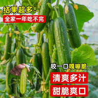 原起点水果黄瓜苗秋冬季小黄瓜南方青瓜旱瓜苗秧四季阳台盆栽蔬菜种子籽 水果大黄瓜苗3棵