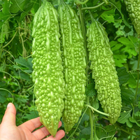 种菜记 蔬菜苗大全草莓苗番茄苗辣椒苗西瓜苗四季南方水果阳台盆栽苗秧 苦瓜苗6棵