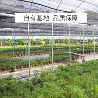 开时果 各类小盆栽绿植素材苗 小叶赤楠造景微景观植物盆景源头直发 小叶赤楠（小盆）