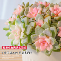 多肉植物淡雪老桩室内盆栽大颗株好养办公室肉肉群生多头绿植花卉 带盆栽好