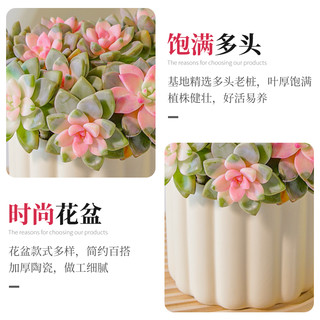 多肉植物淡雪老桩室内盆栽大颗株好养办公室肉肉群生多头绿植花卉 带盆栽好