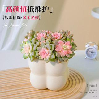多肉植物淡雪老桩室内盆栽大颗株好养办公室肉肉群生多头绿植花卉 带盆栽好