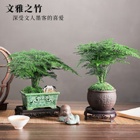 开时果 文竹盆栽桌面摆件盆景 办公室植物竹子水培绿植盆景源头直发 舍得紫砂盆+苔藓+底托