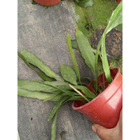 秋颖印尼小叶昙花绿植花卉小盆栽四季好养殖开花好养园艺植物 小叶昙花3颗植物高约15cm不含盆