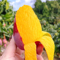 森姥爷海南贵妃芒当季新鲜芒果水果红金龙热带水果树上熟 3斤(净重2.8-3斤) 划算装(单果200-250g)