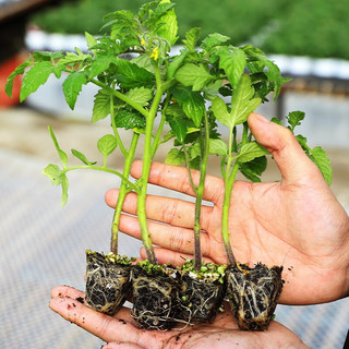 北蔬小西红柿苗矮生盆栽番茄寿光蔬菜苗 黑矮生番茄苗3棵