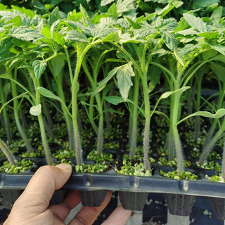 北蔬小西红柿苗矮生盆栽番茄寿光蔬菜苗 黑矮生番茄苗3棵