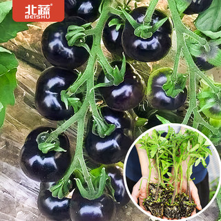 北蔬小西红柿苗矮生盆栽番茄寿光蔬菜苗 黑矮生番茄苗3棵
