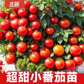 北蔬小西红柿苗矮生盆栽番茄寿光蔬菜苗 黑矮生番茄苗3棵