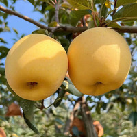 京地达山东黄金维纳斯苹果精品礼盒净重大果单果200g+源头直发包邮