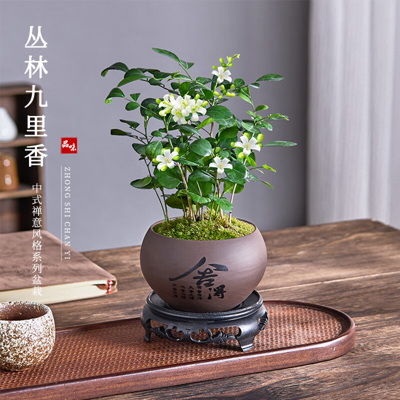 开时果 丛林九里香盆栽七里香盆景 室内桌面驱蚊绿植好养活开花卉植物 舍得紫砂盆+苔藓+底座