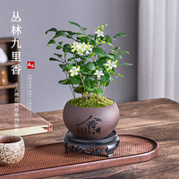 开时果 丛林九里香盆栽七里香盆景 室内桌面驱蚊绿植好养活开花卉植物 舍得紫砂盆+苔藓+底座