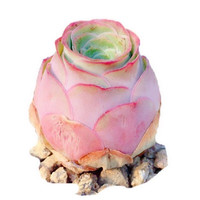 迎虞花苑 精品多肉植物办公室桃花源自由女神雪精灵迷你植物盆栽 雪精灵6厘米盆