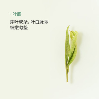 卢正浩安吉白茶明前 2025新茶绿茶茶叶安吉核心产区特级 100g*1罐