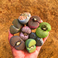 生石花多肉植物植物屁股花肉肉植物屁屁花石头花肉肉