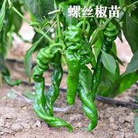 种菜记 蔬菜苗大全草莓苗番茄苗辣椒苗西瓜苗四季南方水果阳台盆栽苗秧 螺丝椒苗6棵