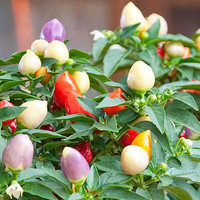 种菜记 蔬菜苗大全草莓苗番茄苗辣椒苗西瓜苗四季南方水果阳台盆栽苗秧 多彩泡椒苗6棵