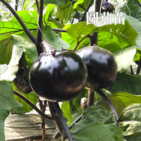 种菜记 蔬菜苗大全草莓苗番茄苗辣椒苗西瓜苗四季南方水果阳台盆栽苗秧 圆茄苗6棵