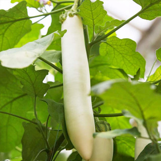 种菜记 蔬菜苗大全草莓苗番茄苗辣椒苗西瓜苗四季南方水果阳台盆栽苗秧 白长茄苗6棵