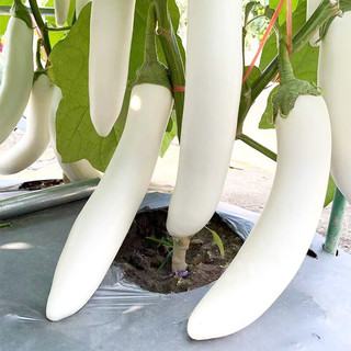 种菜记 蔬菜苗大全草莓苗番茄苗辣椒苗西瓜苗四季南方水果阳台盆栽苗秧 白长茄苗6棵