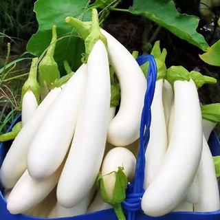 种菜记 蔬菜苗大全草莓苗番茄苗辣椒苗西瓜苗四季南方水果阳台盆栽苗秧 白长茄苗6棵