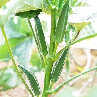 种菜记 蔬菜苗大全草莓苗番茄苗辣椒苗西瓜苗四季南方水果阳台盆栽苗秧 黄秋葵苗6棵