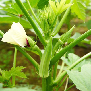 种菜记 蔬菜苗大全草莓苗番茄苗辣椒苗西瓜苗四季南方水果阳台盆栽苗秧 黄秋葵苗6棵