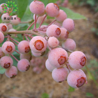 蓝莓苗蓝莓树苗盆栽地栽蓝梅树当年结果奥尼尔蓝莓南方北方果蓝梅大苗 奥尼尔【南方适宜】 8年苗【挂满枝头】
